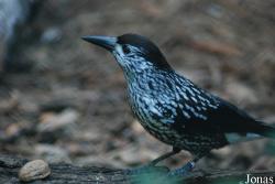 Nucifraga caryocatactes