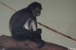 Ogród Zoologiczny w Poznaniu Nowe Zoo