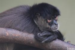 Ateles geoffroyi yucatanensis