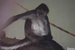 Ogród Zoologiczny w Poznaniu Nowe Zoo
