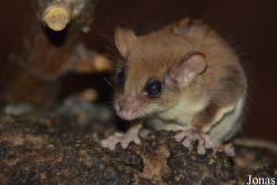 Acrobates pygmaeus