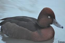 Aythya nyroca