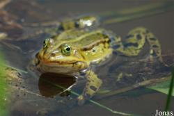Pelophylax kl. esculentus