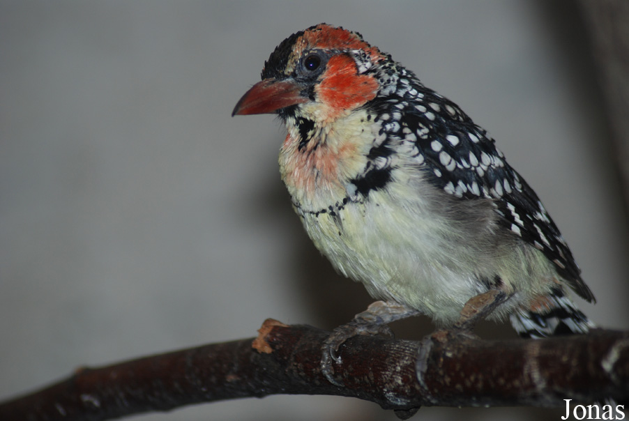 Miejski Ogród Zoologiczny w Płocku