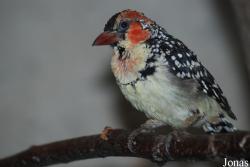 Miejski Ogród Zoologiczny w Płocku