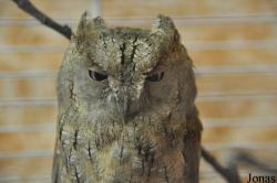 Otus scops