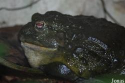 Miejski Ogród Zoologiczny w Płocku