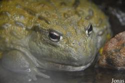 Pyxicephalus adspersus