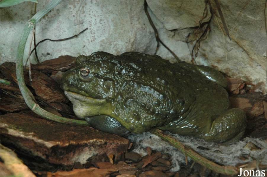 Miejski Ogród Zoologiczny w Płocku