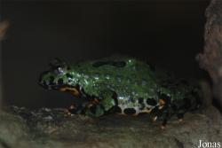 Miejski Ogród Zoologiczny w Płocku