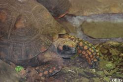 Miejski Ogród Zoologiczny w Płocku