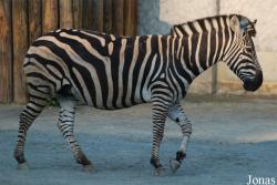Equus quagga chapmani