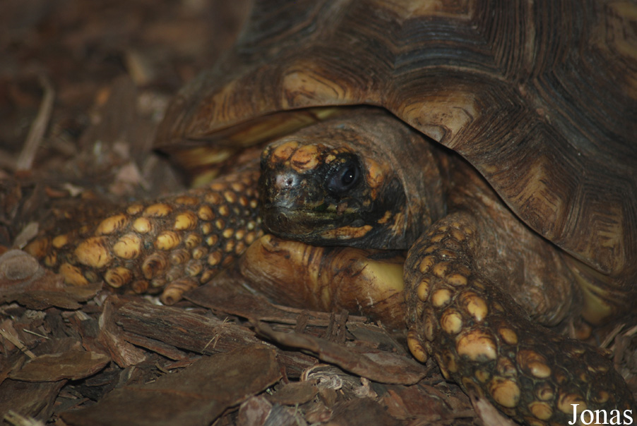 Miejski Ogród Zoologiczny w Płocku