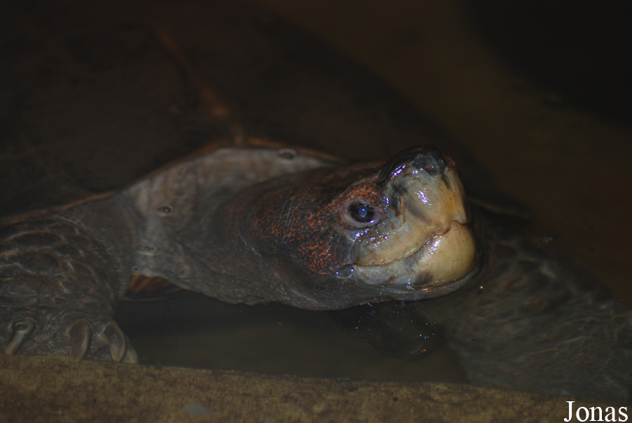 Miejski Ogród Zoologiczny w Płocku