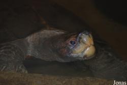 Miejski Ogród Zoologiczny w Płocku