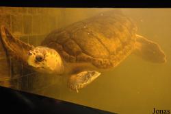 Miejski Ogród Zoologiczny w Płocku