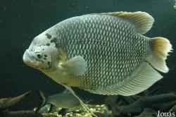 Osphronemidae