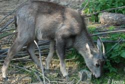 Miejski Ogród Zoologiczny w Płocku