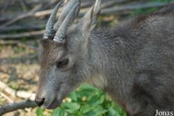 Miejski Ogród Zoologiczny w Płocku