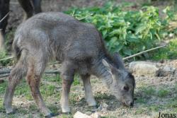 Miejski Ogród Zoologiczny w Płocku