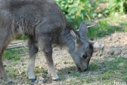 Miejski Ogród Zoologiczny w Płocku