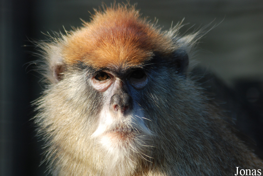 Miejski Ogród Zoologiczny w Płocku