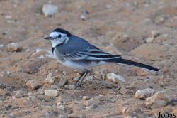 Motacillidae