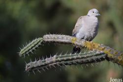 Streptopelia decaocto