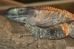 Varanus albigularis