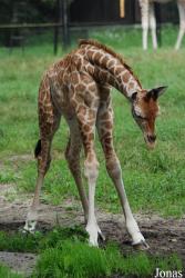 Miejski Ogród Zoologiczny w Warszawie