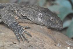 Varanus albigularis