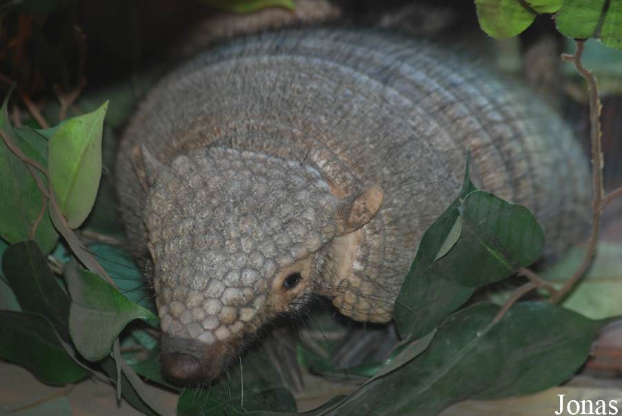 Śląski Ogród Zoologiczny