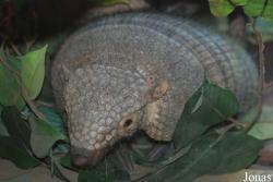 Śląski Ogród Zoologiczny