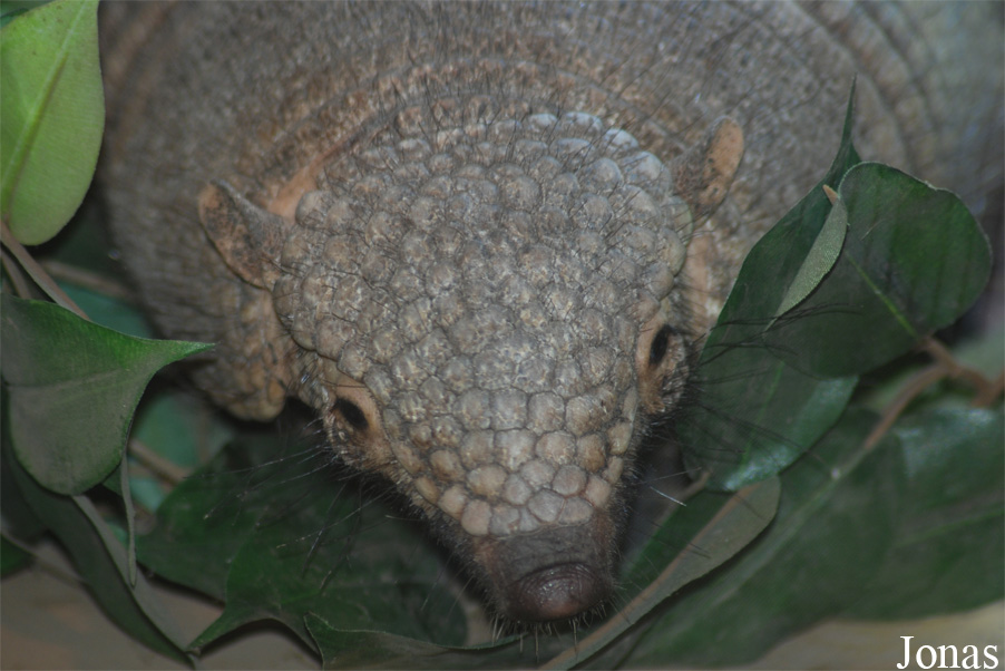 Śląski Ogród Zoologiczny