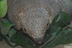 Śląski Ogród Zoologiczny