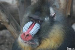 Ogród Zoologiczny w Krakowie