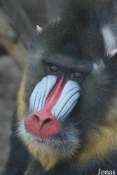 Ogród Zoologiczny w Krakowie