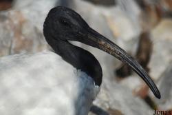 Threskiornis molucca