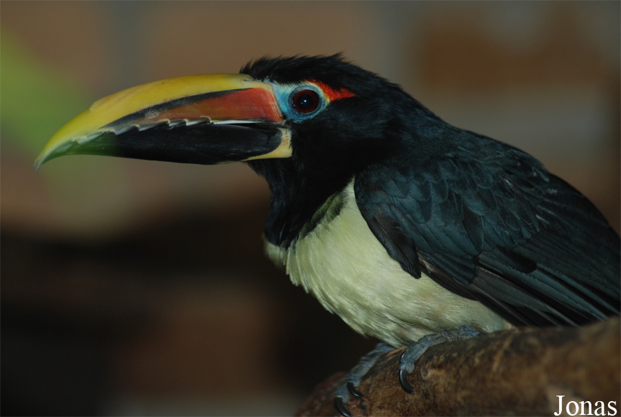 Ogród Zoologiczny Opole