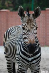 Miejski Ogród Zoologiczny we Wrocławiu