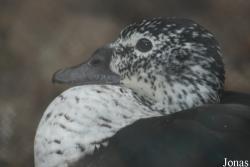 Miejski Ogród Zoologiczny we Wrocławiu