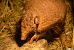 Tolypeutinae
