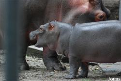 Miejski Ogród Zoologiczny we Wrocławiu