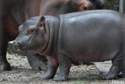Miejski Ogród Zoologiczny we Wrocławiu
