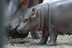 Miejski Ogród Zoologiczny we Wrocławiu