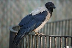 Corvus cornix