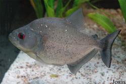 Serrasalmus rhombeus