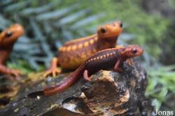 Tylototriton shanjing