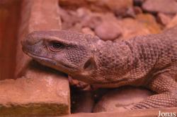 Miejski Ogród Zoologiczny we Wrocławiu
