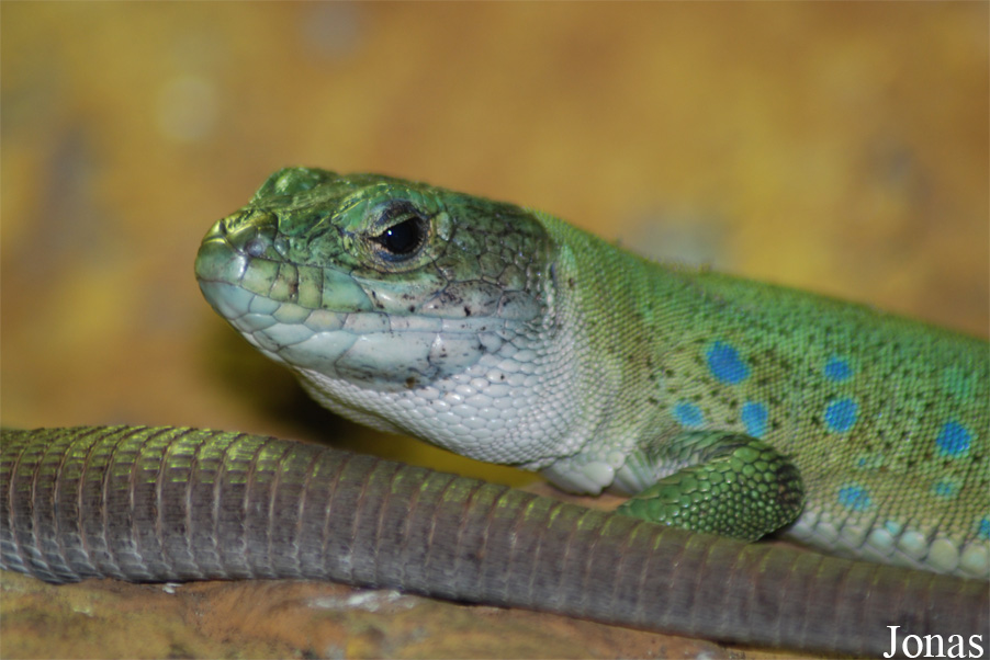 Miejski Ogród Zoologiczny we Wrocławiu